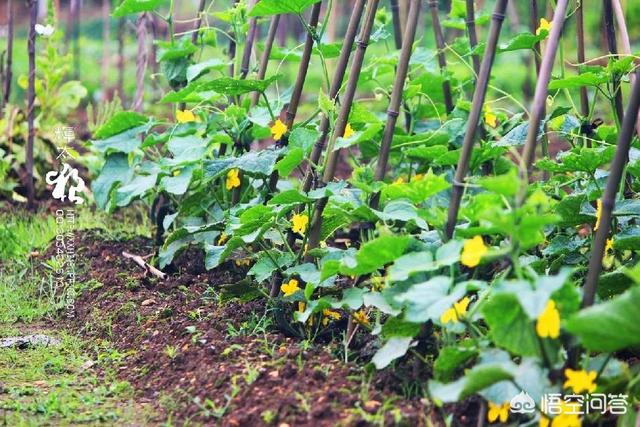 黄瓜什么时候该插架，自家菜园子里种的黄瓜如何搭架搭架方式有几种用哪种好