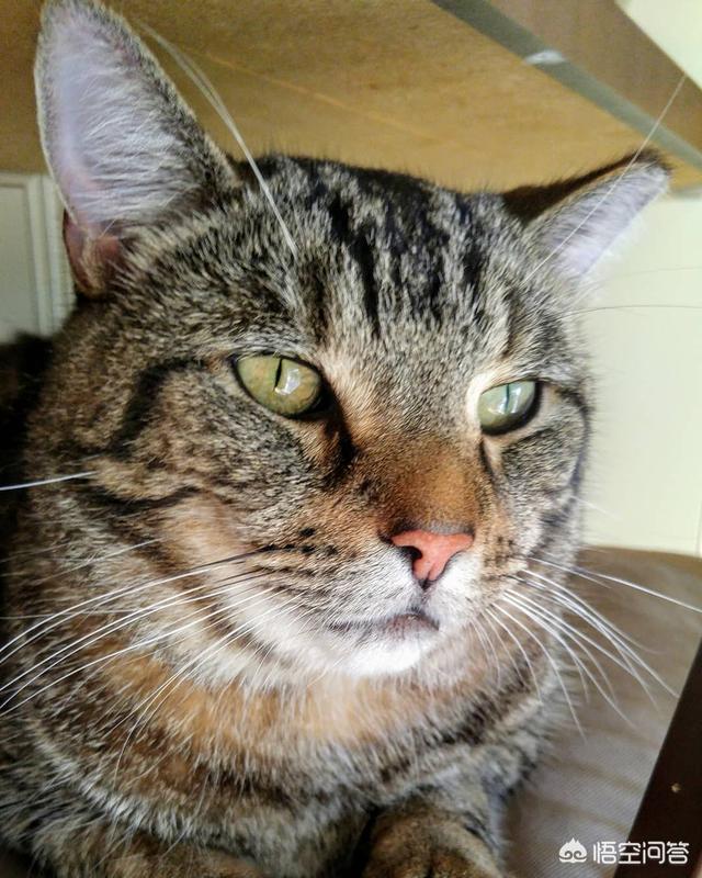 猫猫音乐:猫可以听懂并享受音乐吗？