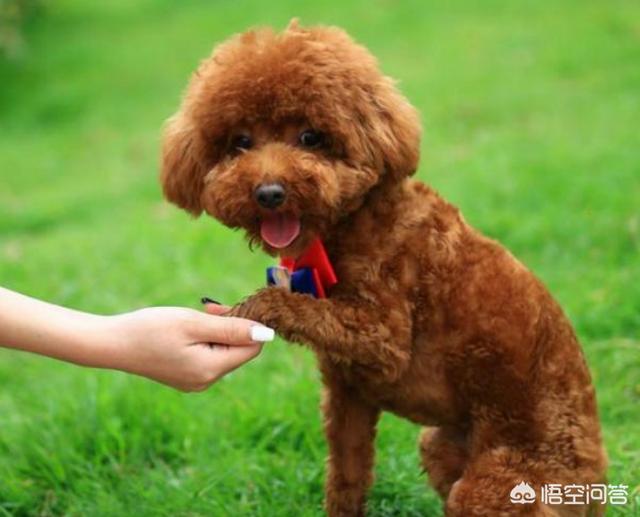 狗狗什么时候开始认主？插图15