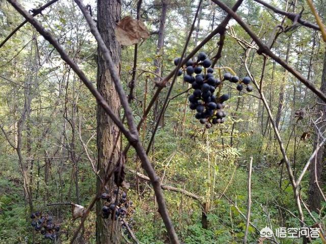 头条问答 野葡萄为什么光开花不结果 个回答