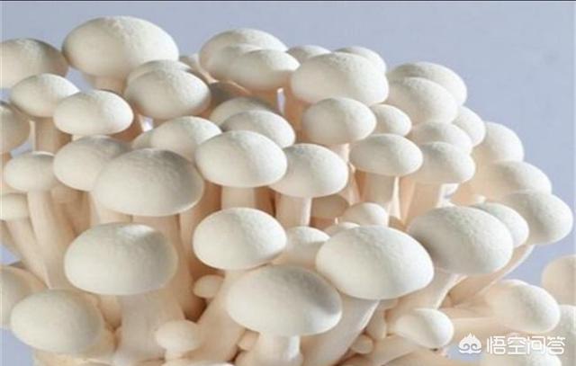 蘑菇种植简单吗，盆栽蘑菇、白玉菇和种平菇一样吗怎么种有视频吗