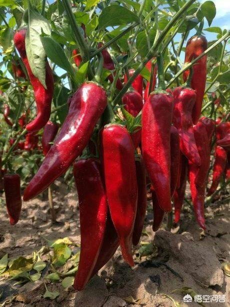 头条问答 - 色素辣椒什么品种好?(14个回答)