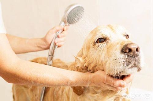 宠物除味剂能喷多吗:打扫狗窝用什么东西除臭味最快呢？