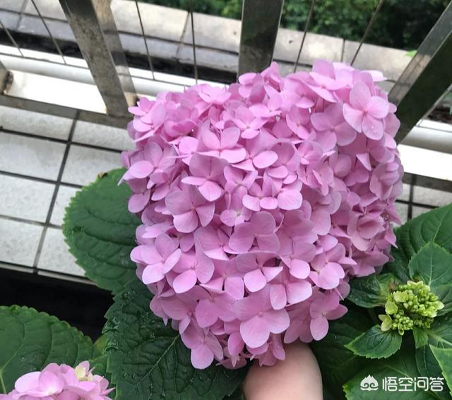 头条问答 我的绣球花为什么不开花 个回答