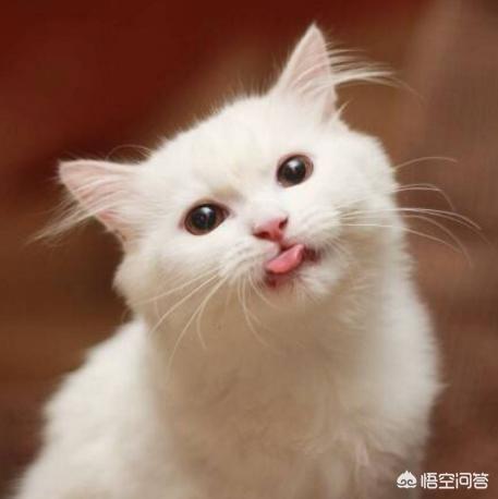 猫藓好了又复发:猫癣多久会复发，猫癣还会不会复发？