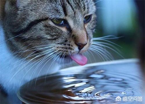 猫咪尿频不喝水:公蓝猫尿频怎么回事，公猫尿频多久好？