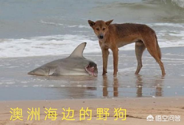 澳洲野犬 百科:狼这么凶猛，为何还会怕驴呢？ 澳洲野犬纪录片