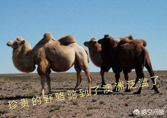 澳洲野犬 百科:狼这么凶猛，为何还会怕驴呢？ 澳洲野犬纪录片