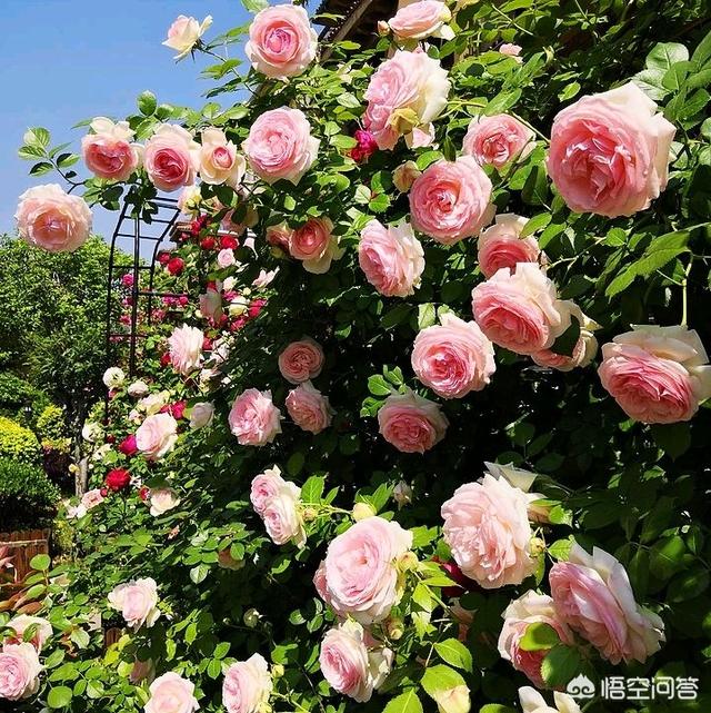 月季花的栽培与管理:月季花开花小，怎么管理让花朵变大？