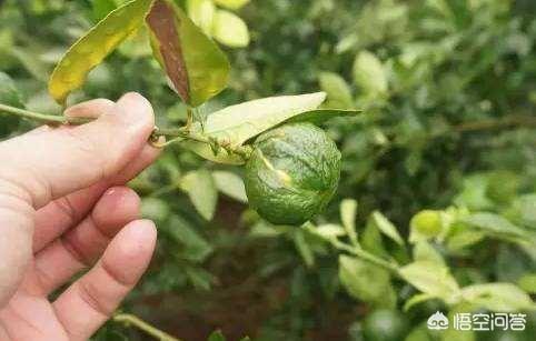 水果大战害虫:家里水果烂了，出现很多小虫子到处飞，有什么好办法处理？