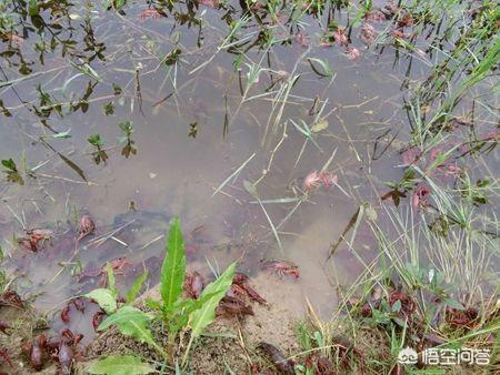 养鳌虾要放多深的水:现在是5月份了，虾池的水位多深合适？