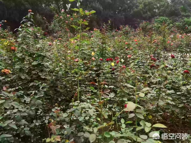 在工地上干了几年,如今想改行,自由点的工作,有哪些可以推荐的？