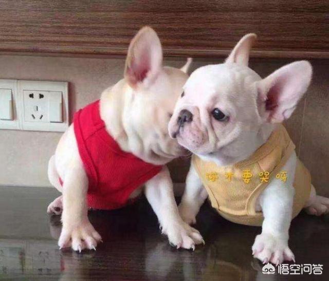 法国斗牛犬性格亲人:哪些表现说明法国斗牛犬乖巧懂事？