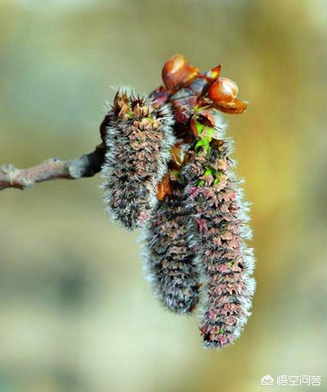 朱茵的藏獒:农村杨絮满天飞，曾经在河边种植插柳是错的吗？ 朱茵的藏獒图片