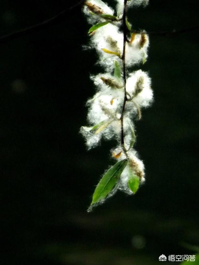 朱茵的藏獒:农村杨絮满天飞，曾经在河边种植插柳是错的吗？ 朱茵的藏獒图片