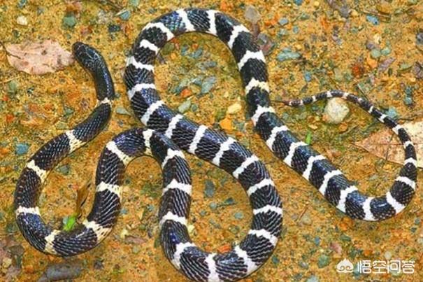 银环蛇的毒性有多强，我国最毒的蛇能在世界毒蛇里面排第几
