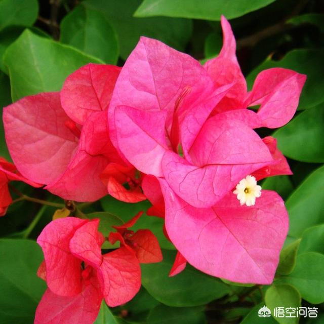 龙吐珠开完花后用剪吗?:龙吐珠开完花之后怎么剪枝 家里养的茉莉花，五六月份怎么扦插分盆呢？