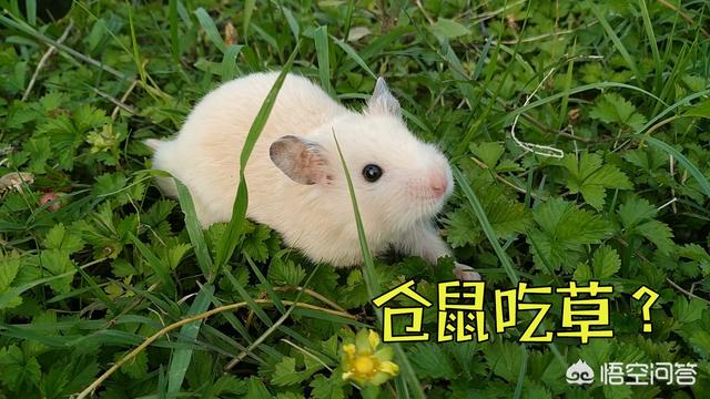 萌宠铲屎官是什么意思:为什么主人上厕所，猫都是喜欢跟着进去？