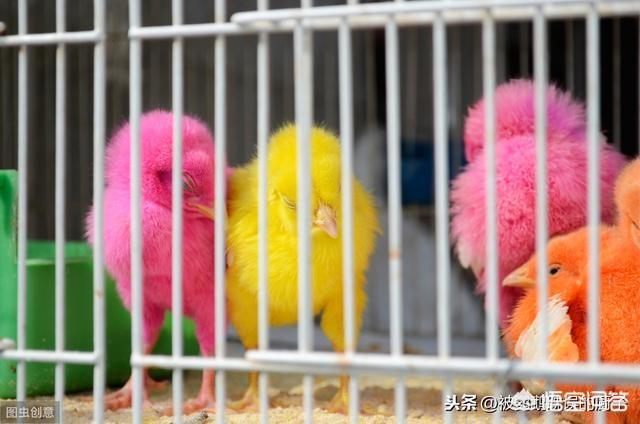 鹦鹉掉光羽毛走红:虎皮鹦鹉把自己被剪的羽毛拔了，这是什么情况？
