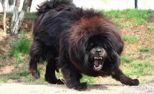 藏獒成火锅食材 网易:藏獒比小时候还瘦怎么办，虎藏獒没有胃口吃东西瘦怎么对付？