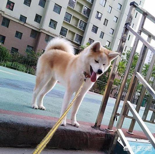 美系秋田犬吧:饲养秋田犬需要注意什么？