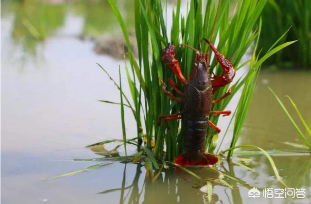 水产养殖怎么样水产养殖什么最赚钱