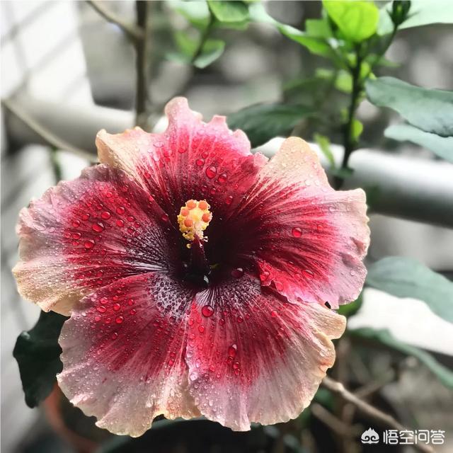 麒麟掌叶子发黄脱落:扶桑花长叶片发黄，而且花苞都掉了怎么办？