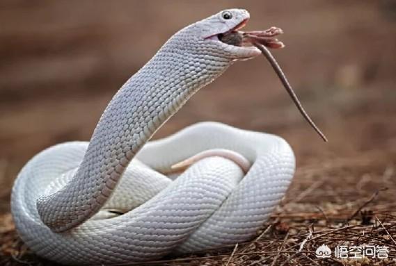 世界上有白蛇吗图片
