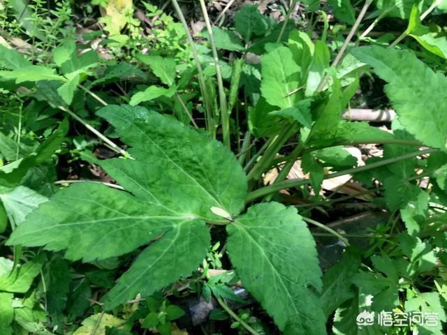 马鞭草可当野菜食用吗，农村野菜鸭脚板（植物）能吃吗