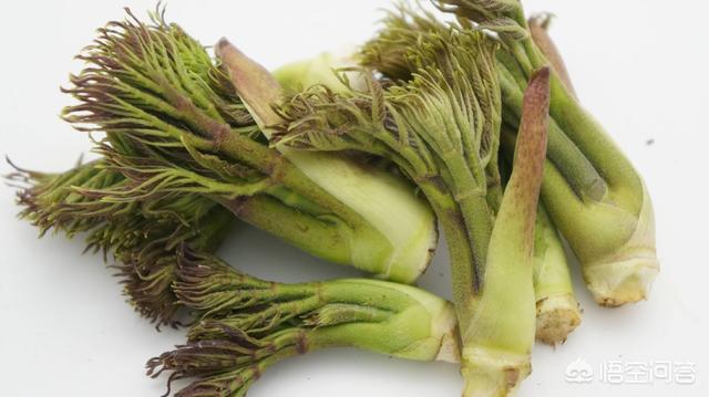 刺嫩芽什么季节可以吃？有哪些吃法？