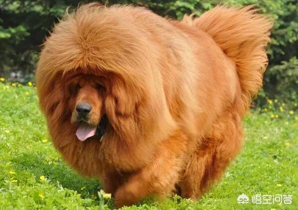藏獒vs狼:五头杜高加五头藏獒打得过五头北美灰狼不？为什么？ 藏獒vs比特犬
