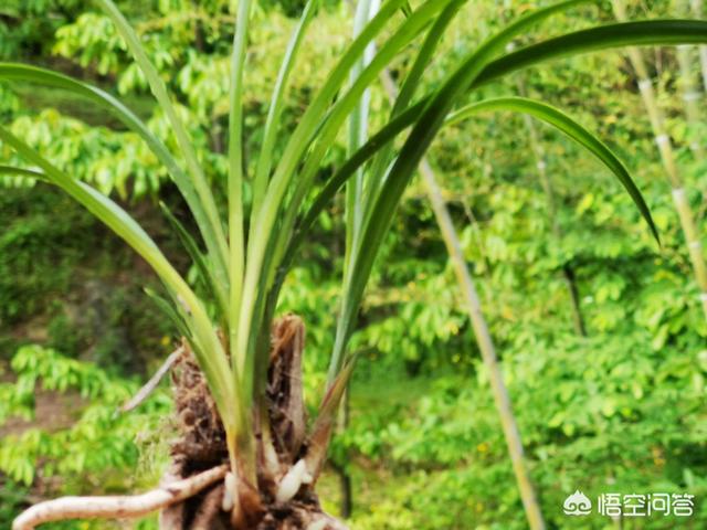 软腐病:预防兰花软腐病和茎腐病，用药时应该灌根还是喷施？