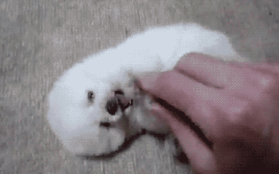 一位忠诚的守望犬:如何知道狗狗对自己是否忠诚？