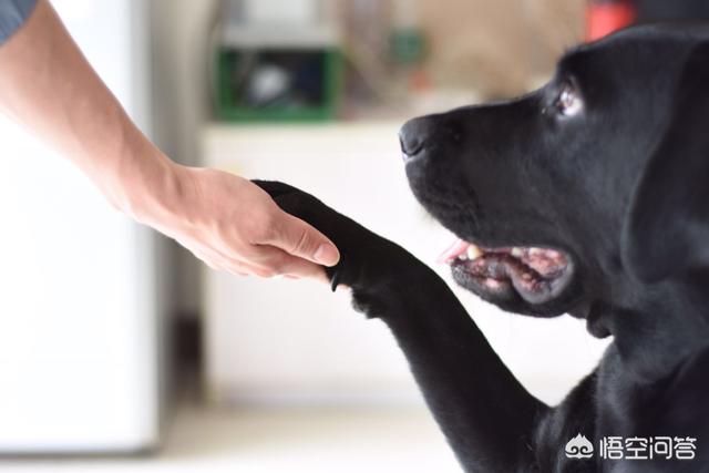 我做女犬的开心日子:现在有很多人给宠物当妈，到底是一种什么样的心态？