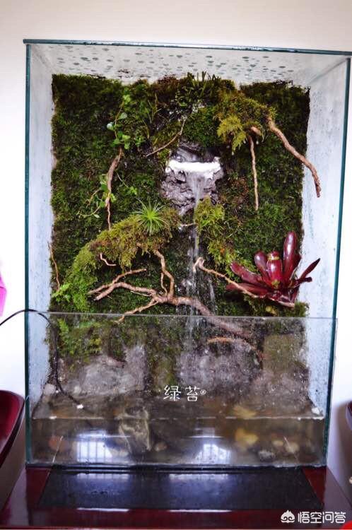 生态鱼缸制作:做个雨林缸多少钱?如何设计一个喜欢的雨林缸款式?