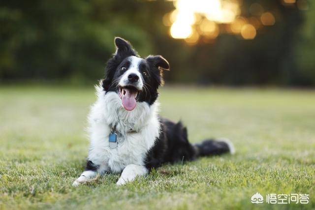 苏格兰牧羊犬吃什么益生菌:饲养边牧有哪些误区不能踩？