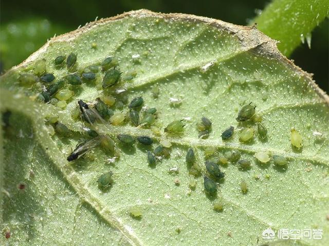 牙虫长什么样，蚜虫分黄蚜，绿蚜，黑蚜等，什么样蚜虫难防治？