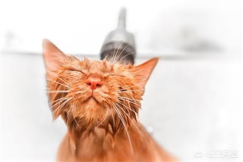 孟买猫:孟买猫拉稀需要去医院吗，孟买猫拉稀能不去医院吗？