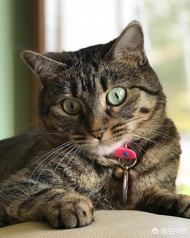 我的伽菲猫跑酷:汤姆猫跑酷游戏介绍作文我想写一篇作文，可我又不知道怎么写？