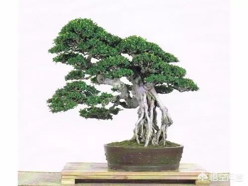 盆景五大流派:做盆栽的话，需要什么样的技术？
