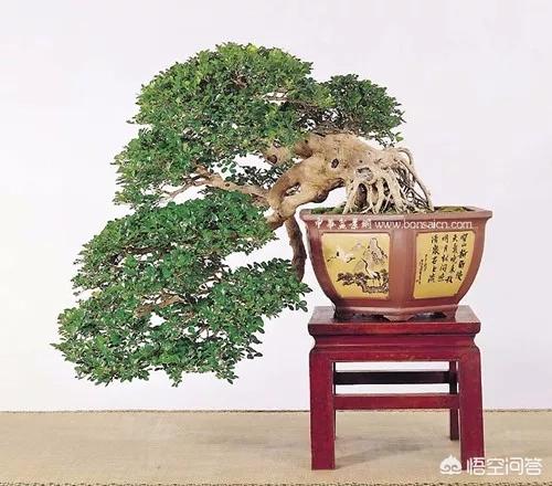 盆景五大流派:做盆栽的话，需要什么样的技术？