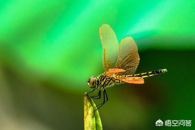 梦见猫用尾巴钓鱼:“蜻蜓”用你们家乡话怎么说的？