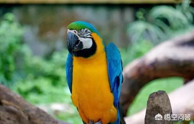 蓝翅金刚鹦鹉:金刚鹦鹉可以跟虎皮鹦鹉同一个笼子养吗？