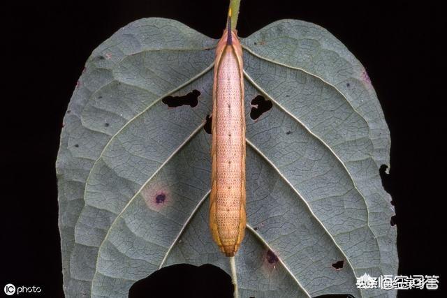 我小时候在农村吃过"扁担钩",大家在农村小时候吃过什么奇葩的食物?