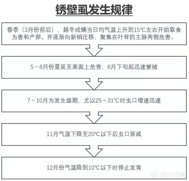 锈壁虱用何种药:沙糖桔受锈壁虱侵害，要怎么样挽救？