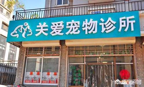 宠物 萌狗俊介:宠物狗俊介 俊介不停打喷嚏，该怎么办？