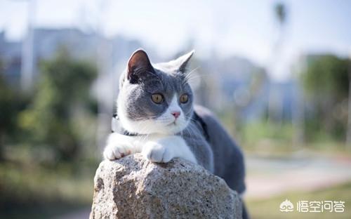 包子脸猫:蓝猫小时候不是包子脸，英短几个月才能变好看呢？