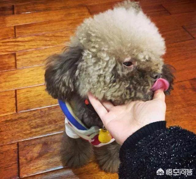 泰迪犬怎么养胖:怎么让泰迪的毛颜色变深？