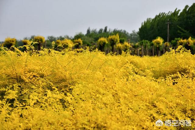 森林鸟鸣声:森林里有哪些动物能发出好听的声音？