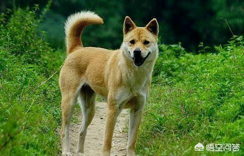 中国田园犬:中华田园犬不能当警犬和军犬，真的是有科学依据的吗？ 中华田园犬图片